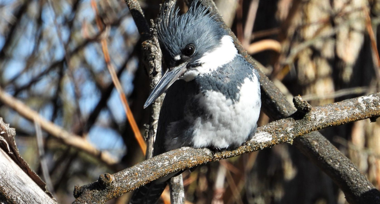 Belted Kingfisher Male