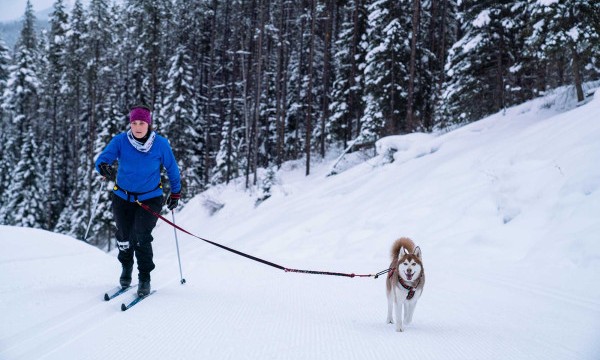 skier and dog