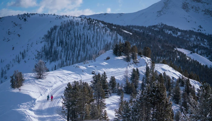 Panorama certified as the first whitebark pine friendly ski resort in Canada.